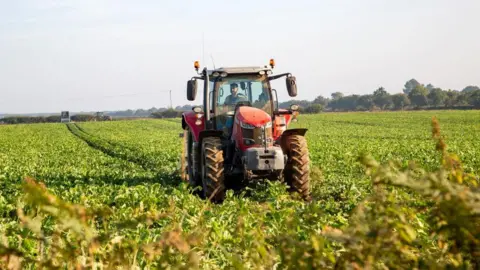 Getty Images A red tractor in a filed of sugar beet in Sutton, Suffolk, England 