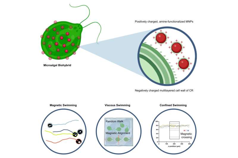 Magnetic microalgae on a mission to become robots