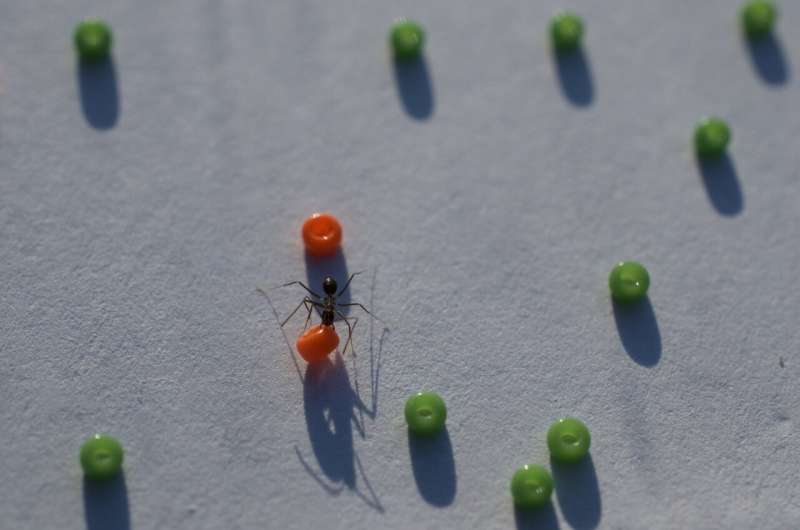 Worker of longhorn crazy ant clearing a bead. Credit: Alessandro Crespi Swarm intelligence directs longhorn crazy ants to clear the road ahead for sisters carrying bulky food