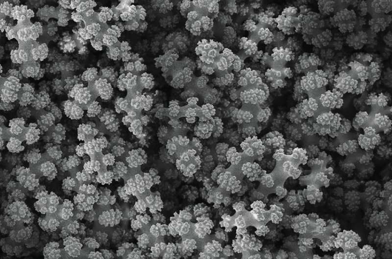 From soft to solid: How a coral stiffens its skeleton on demand