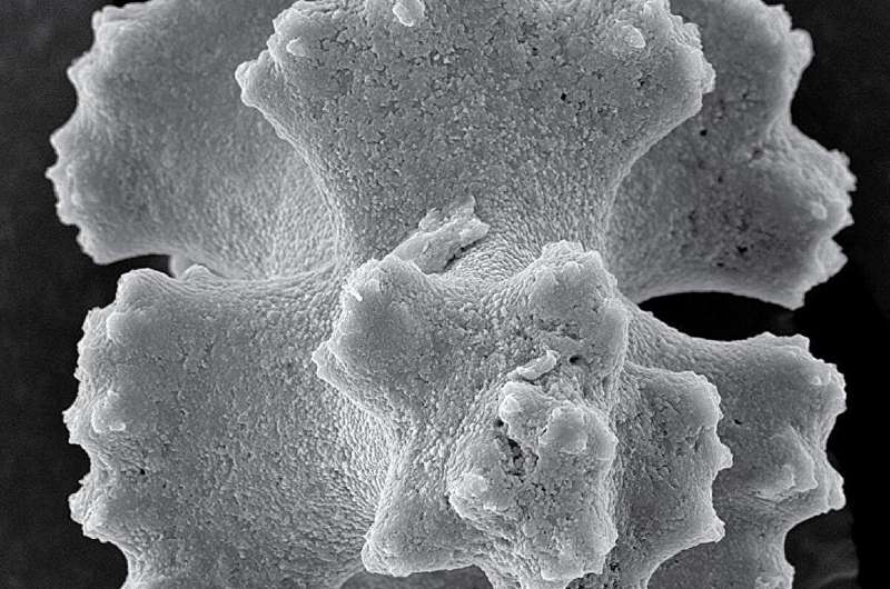 From soft to solid: How a coral stiffens its skeleton on demand