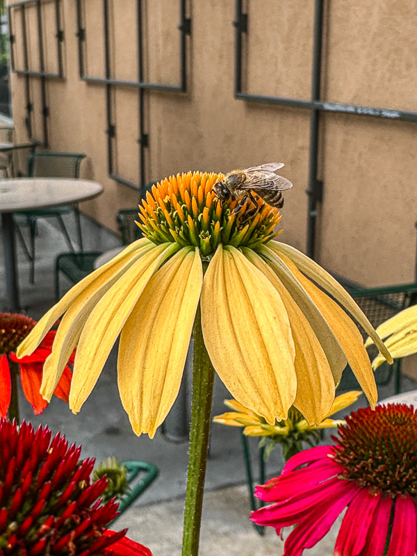 My Everyday Life Week 41 of 2025- Tracy Benjamin of Shutterbean.com