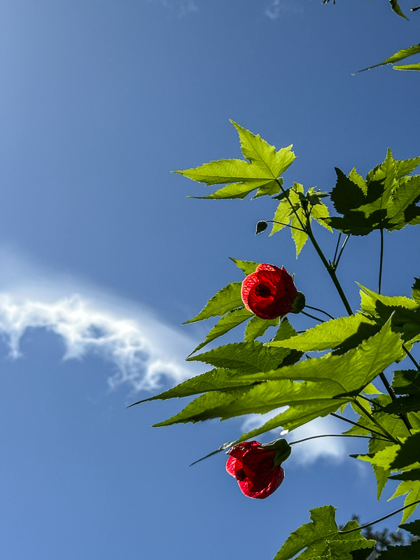 My Everyday Life Week 41 of 2025- Tracy Benjamin of Shutterbean.com