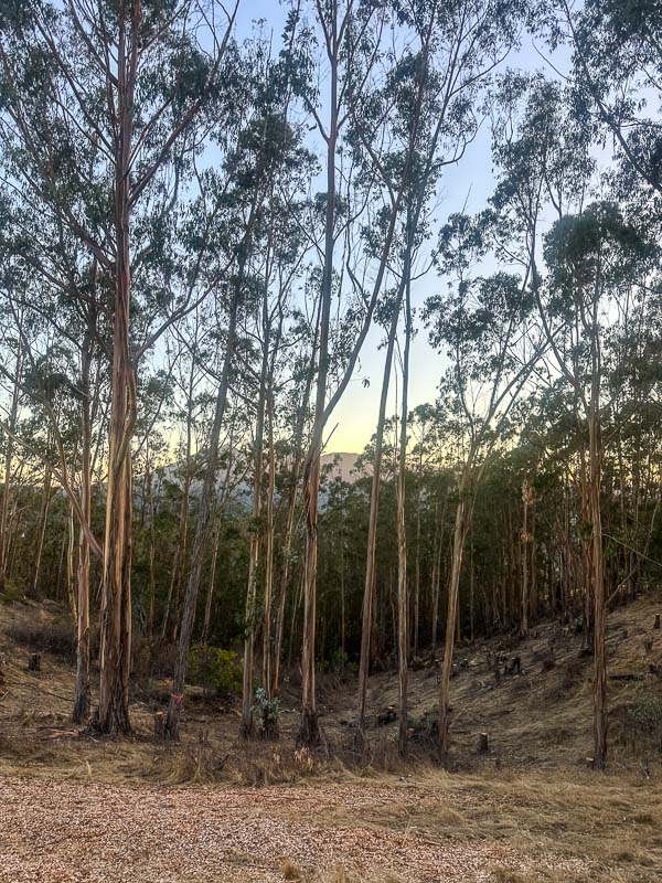 My Everyday Life Week 41 of 2025- Tracy Benjamin of Shutterbean.com