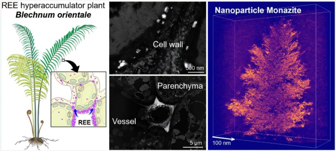 Chinese team finds a fern that makes rare earth elements