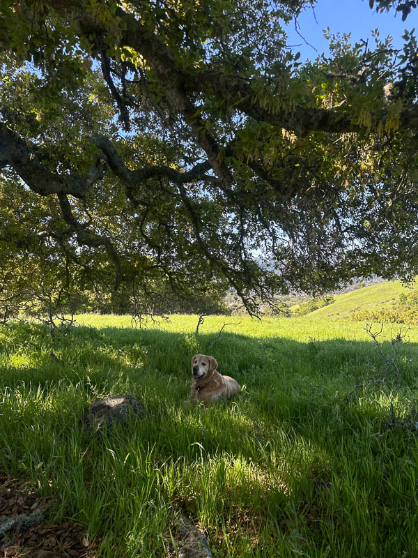 My Everyday Life Week 11 of 2026- Tracy Benjamin of Shutterbean.com