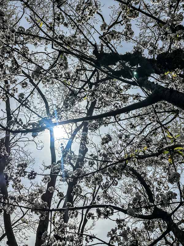 My Everyday Life Week 11 of 2026- Tracy Benjamin of Shutterbean.com