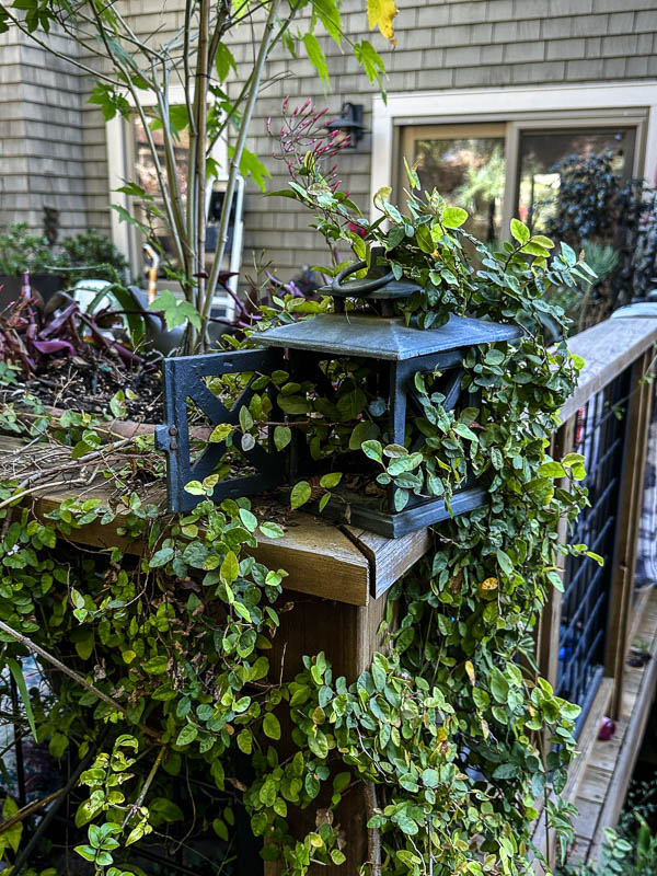 My Everyday Life Week 11 of 2026- Tracy Benjamin of Shutterbean.com