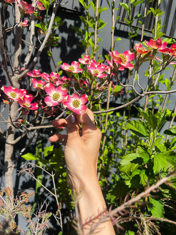 My Everyday Life Week 11 of 2026- Tracy Benjamin of Shutterbean.com