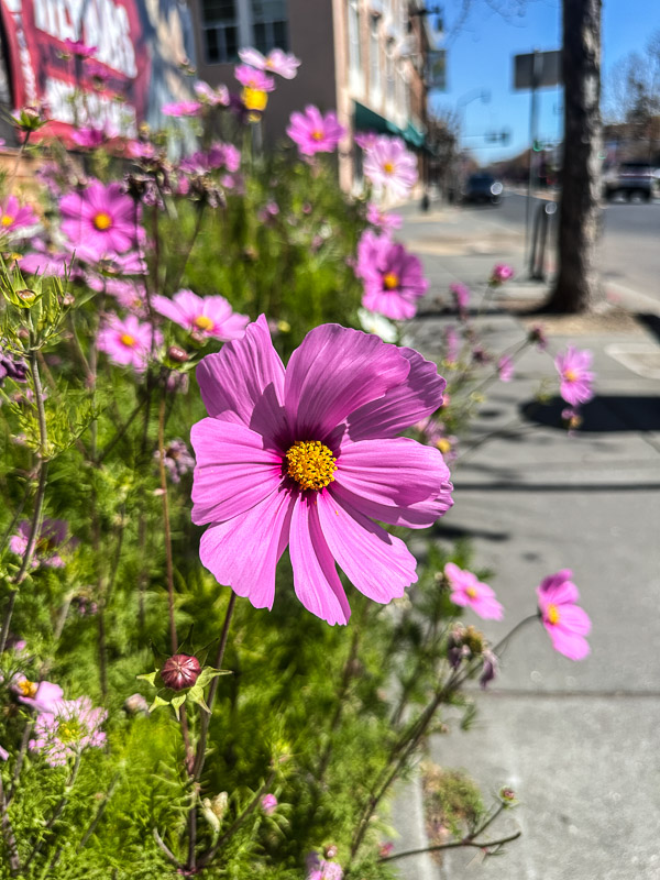 My Everyday Life Week 11 of 2026- Tracy Benjamin of Shutterbean.com