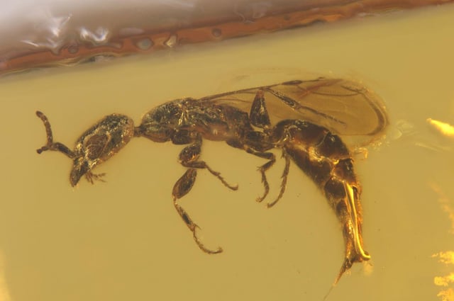 The amusing story of how a scientist (Corentin Jouault) F1 fan named a wasp after Oscar Piastri