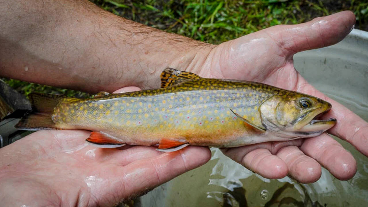 Sea-run brook trout, also known as “salters”, are among the native species set to benefit from the restored Century Bog wetland.